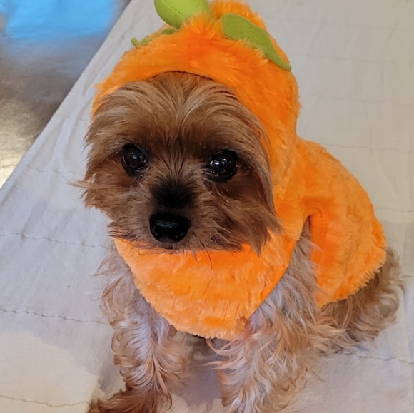 2X Host Pick 🐶🥰🐕 Dog Pumpkin Halloween Costume XS - Picture 9 of 16